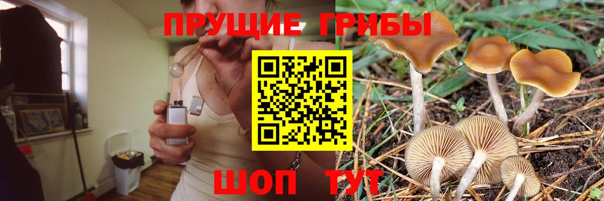 Галлюциногенные грибы Psilocybe Гулькевичи